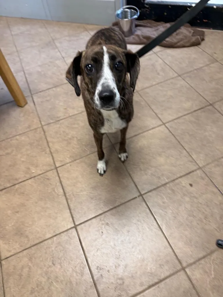 A young medium-sized female Mixed Breed dog named Demi for adoption in Marion, OH