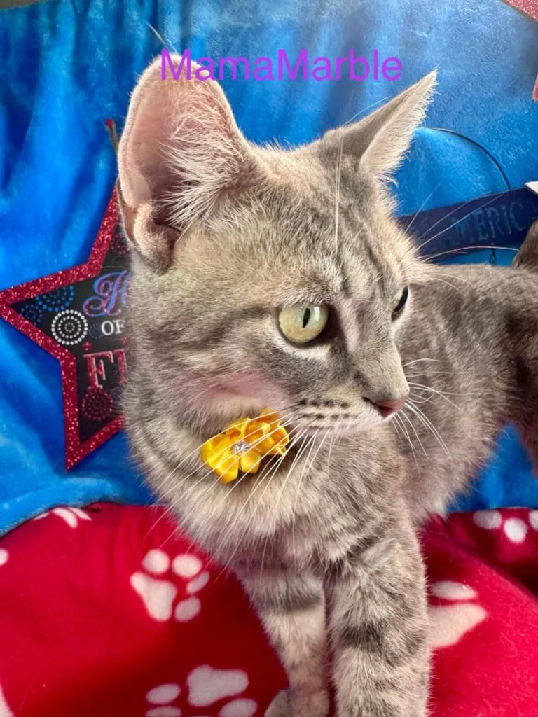 Mama Marble thumbnail 2