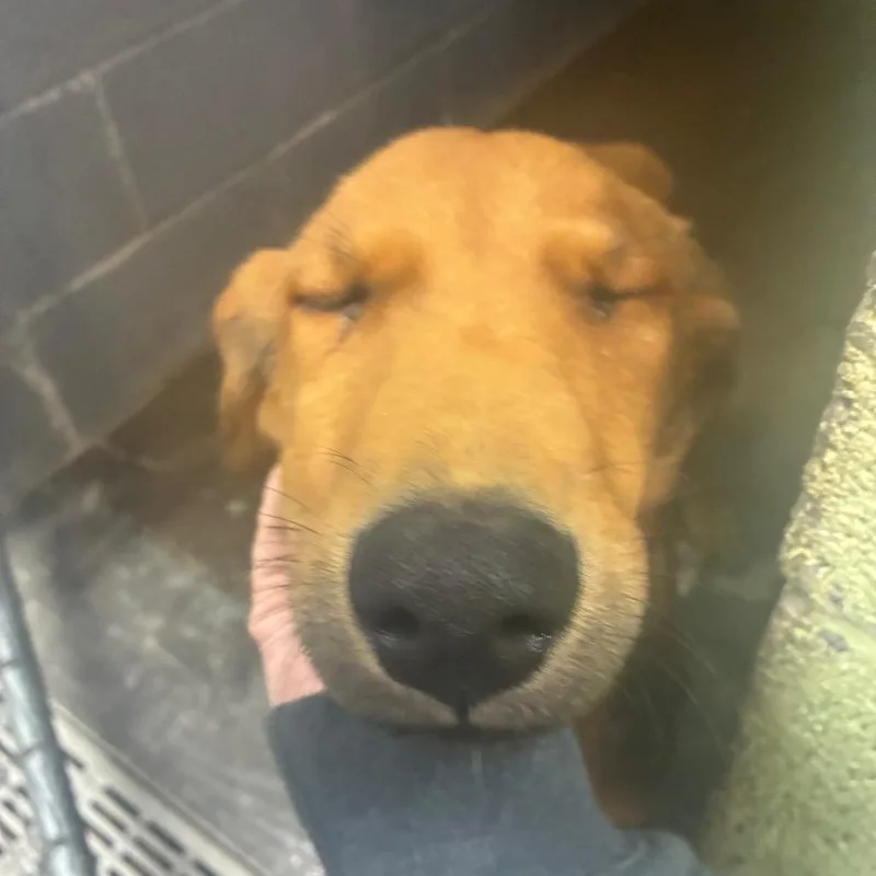 A young small-sized male Mixed Breed dog named Sour gummy worm for adoption in Corbin, KY