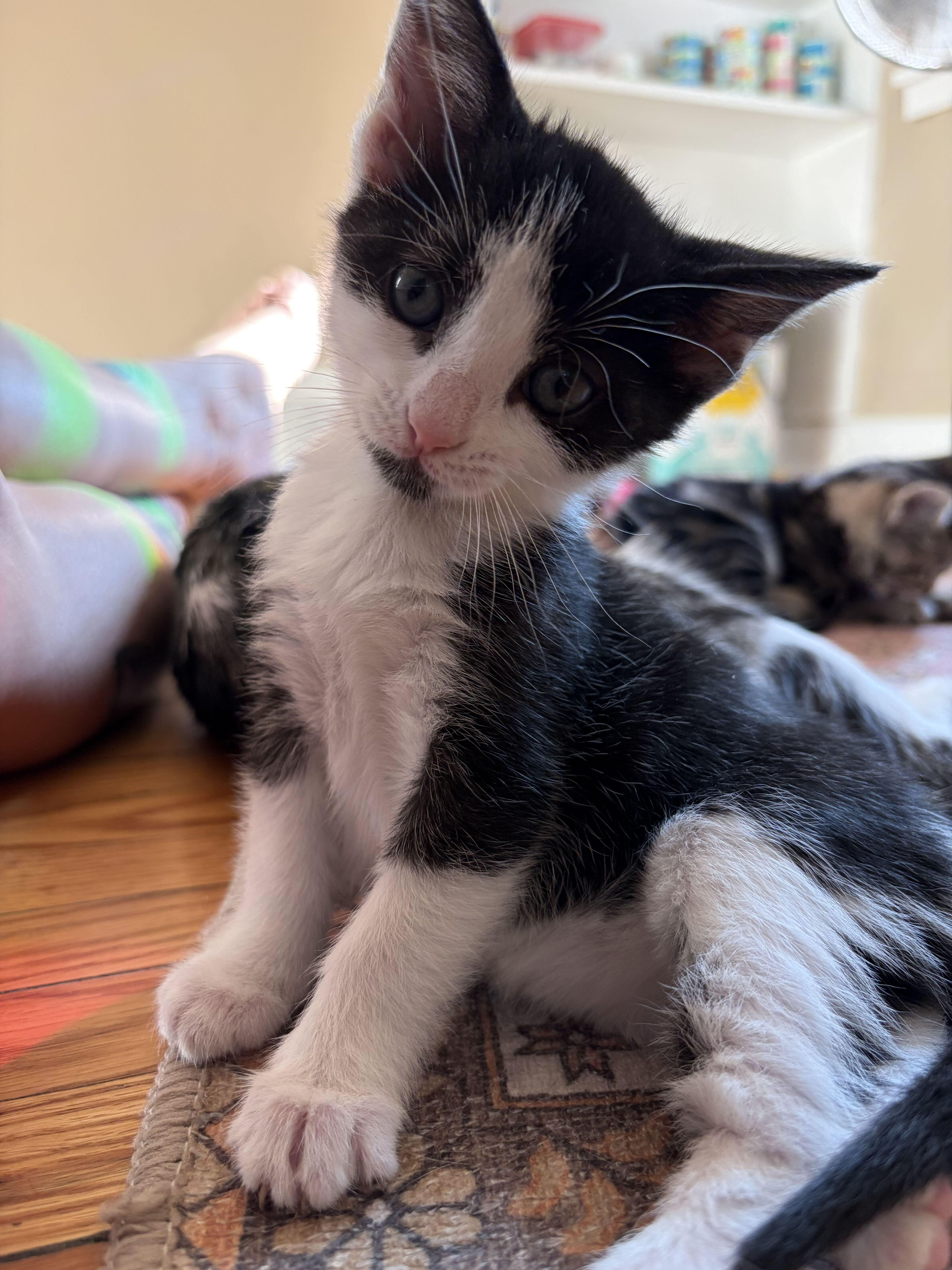 A baby medium-sized female Black Domestic Short Hair cat named Miriam for adoption in East Amherst, NY