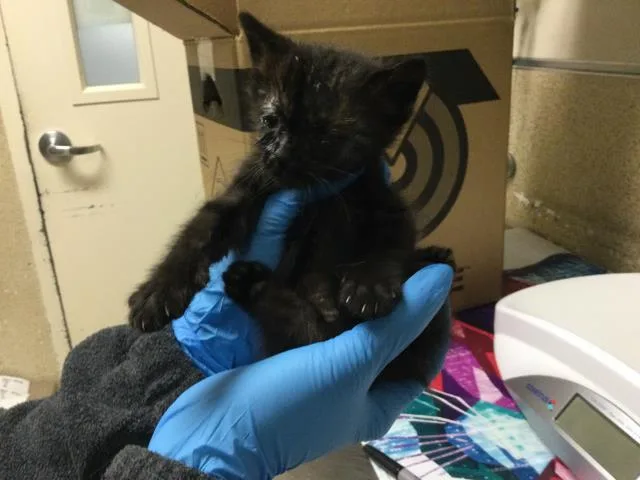 A baby small-sized male Domestic Short Hair cat named Pip Squeak for adoption in Riverside, CA