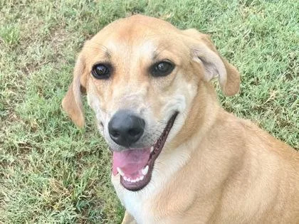 A young large-sized female Apricot / Beige Mixed Breed dog named Hot Cheetos for adoption in Georgetown, TX