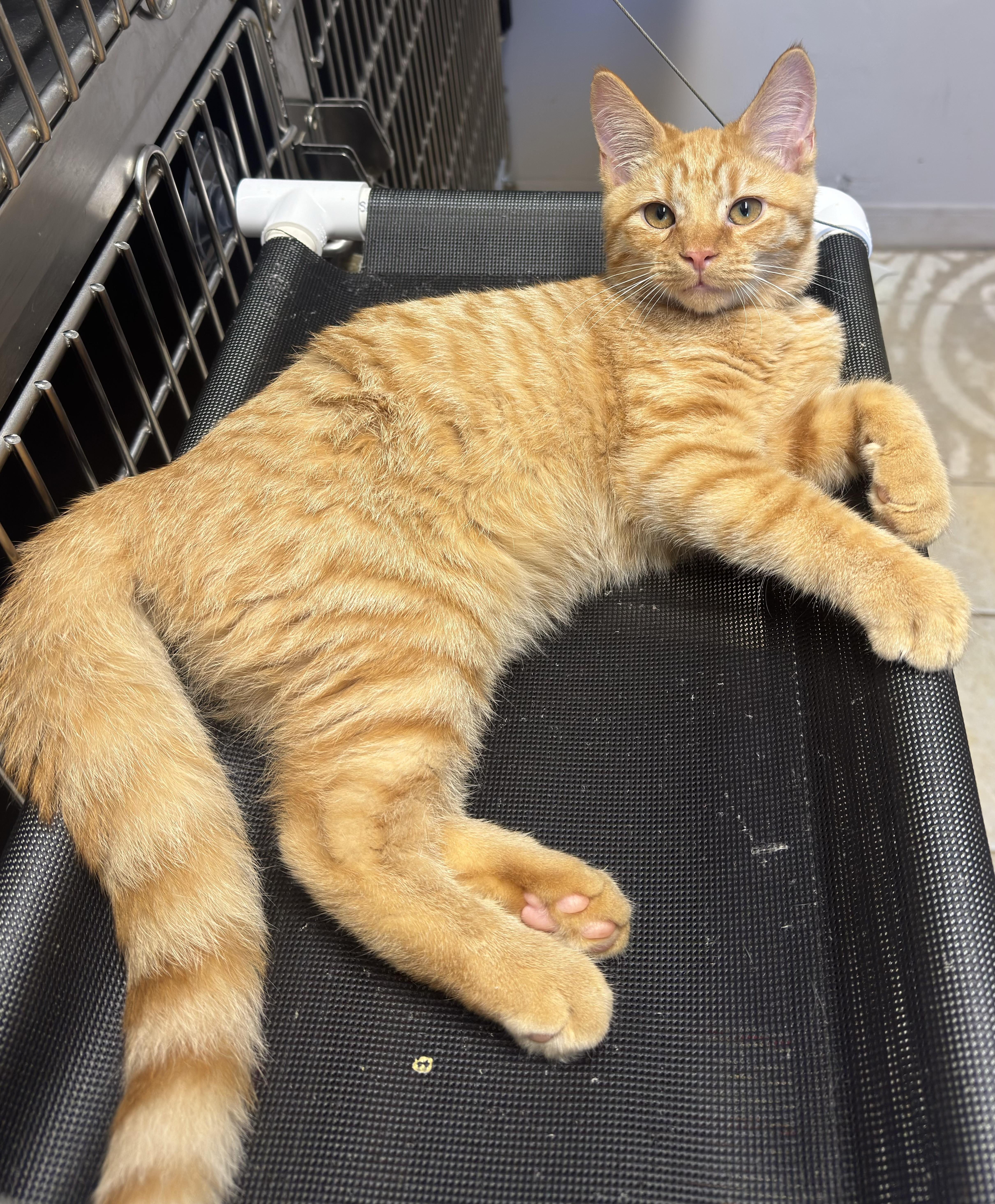 A young small-sized male Tabby (Orange / Red) Domestic Short Hair cat named Farkle for adoption in Kearneysville, WV