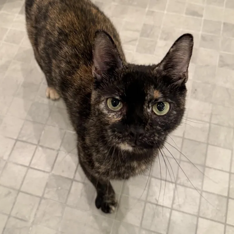 A young small-sized female Tortoiseshell Domestic Short Hair cat named Ladybug for adoption in Philadelphia, PA