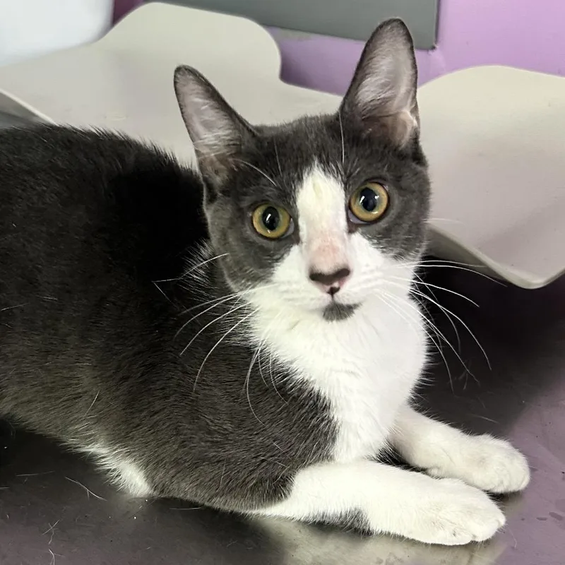 A young medium-sized male Gray / Blue / Silver Domestic Short Hair cat named Super Nova Swing for adoption in Boerne, TX