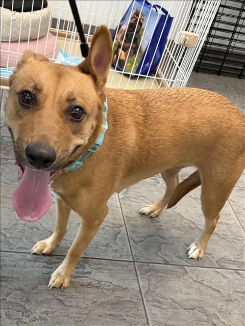 An adult large-sized female Carolina Dog dog named Nico for adoption in Los Angeles, CA