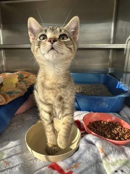 A young small-sized male Domestic Short Hair cat named Pirate for adoption in Manitowoc, WI