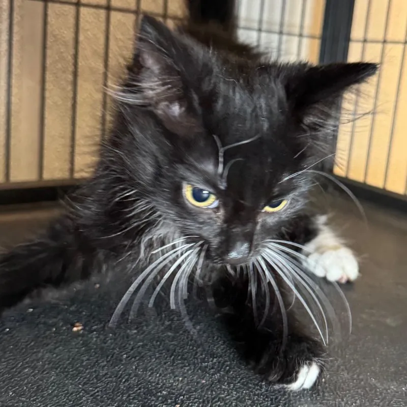 A baby small-sized male Domestic Long Hair cat named John for adoption in Saginaw, MI