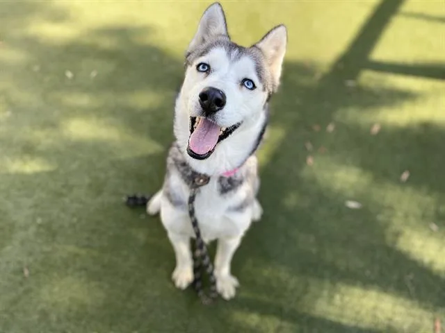 An adult large-sized female Mixed Breed dog named Hennessy for adoption in Los Angeles, CA
