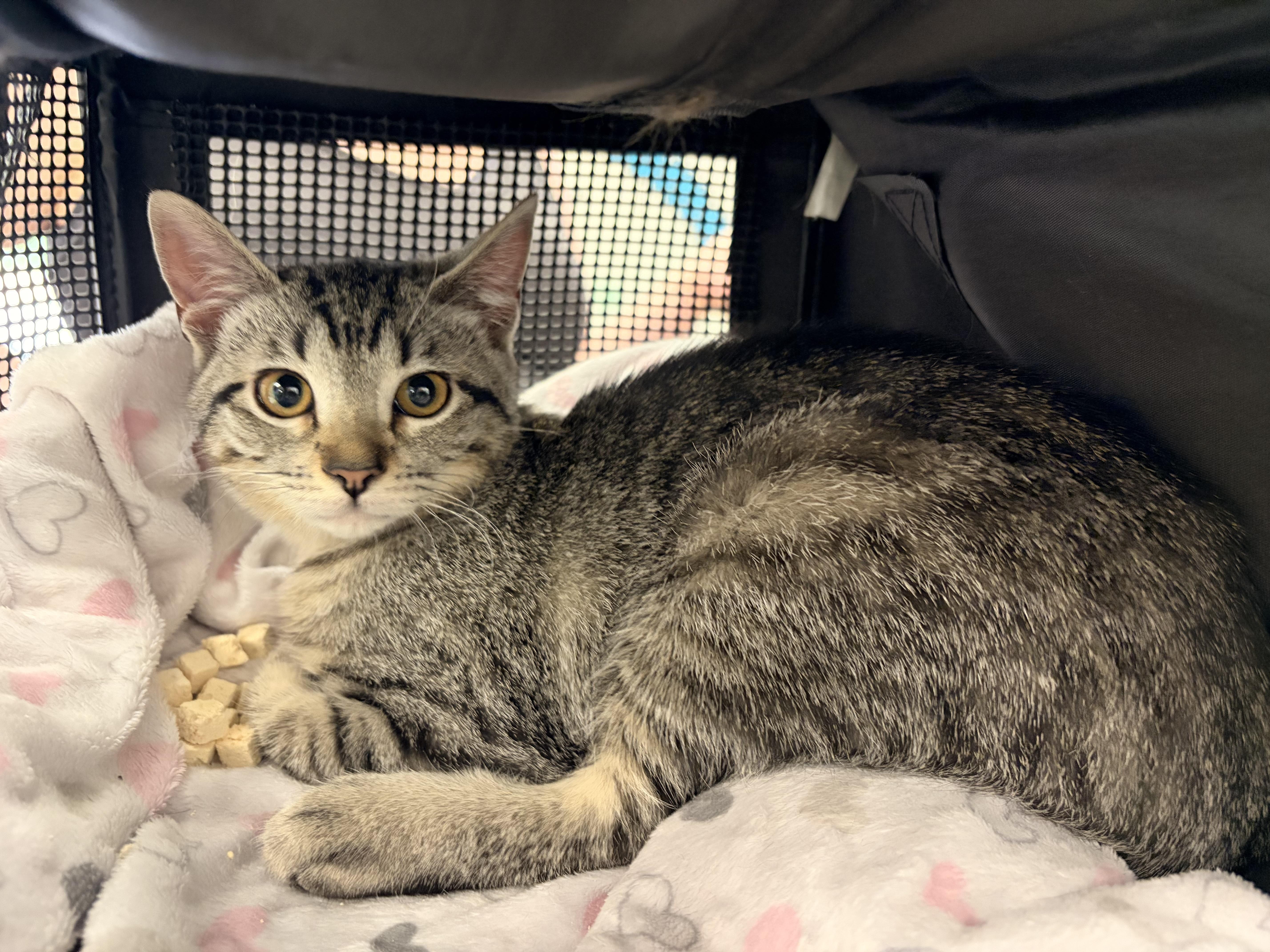 A baby small-sized male Domestic Short Hair cat named Flan for adoption in Saint Charles, MO