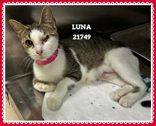 A young medium-sized female Tabby (Gray / Blue / Silver) Domestic Short Hair cat named Luna for adoption in Marietta, GA