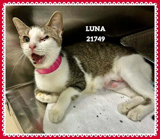 Luna thumbnail 2