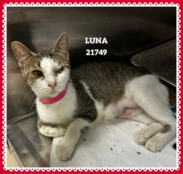 Luna thumbnail 3
