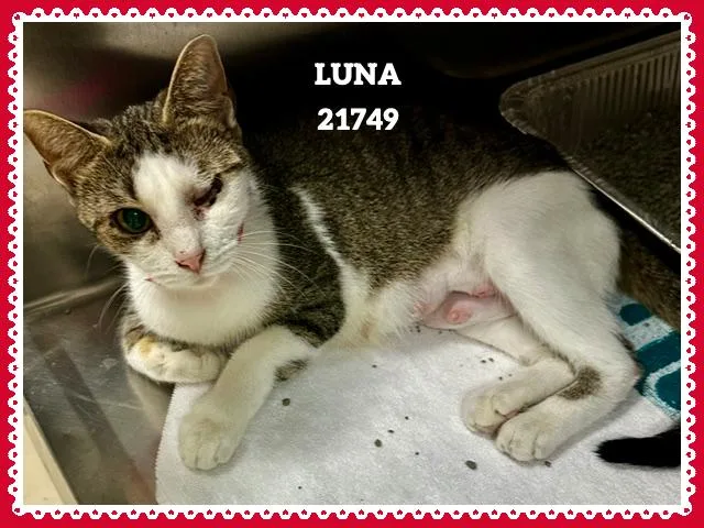 Luna thumbnail 4