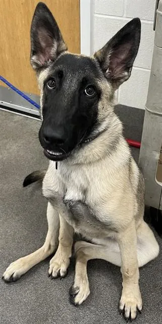 A young large-sized male Belgian Shepherd / Malinois dog named Giovanni for adoption in Upper Marlboro, MD