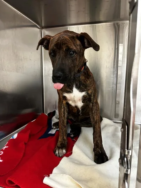 A young small-sized female Terrier dog named Kit Kat for adoption in Olivette, MO