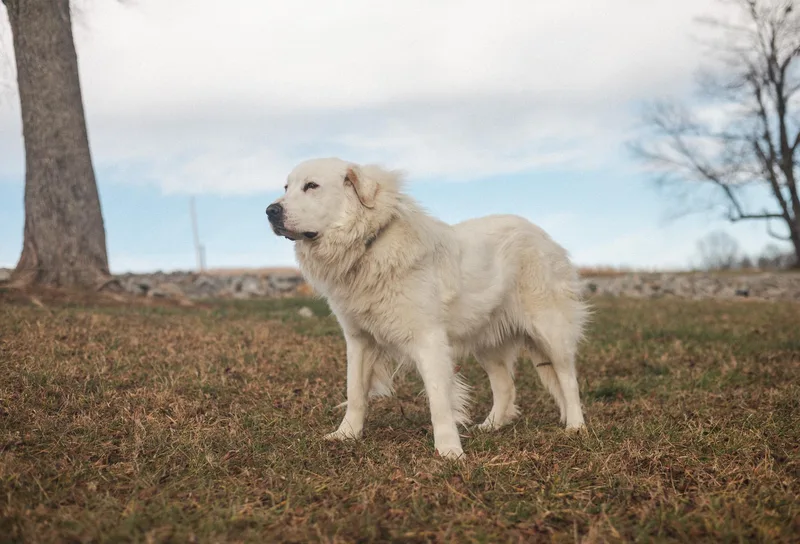 Josephine  Transport thumbnail 2