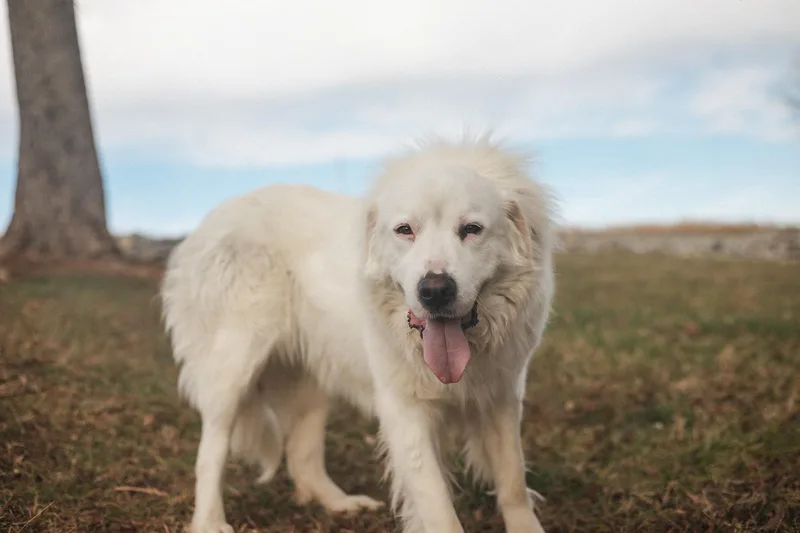 Josephine  Transport thumbnail 3