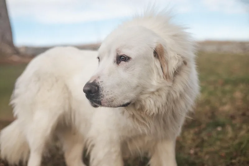 Josephine  Transport thumbnail 5