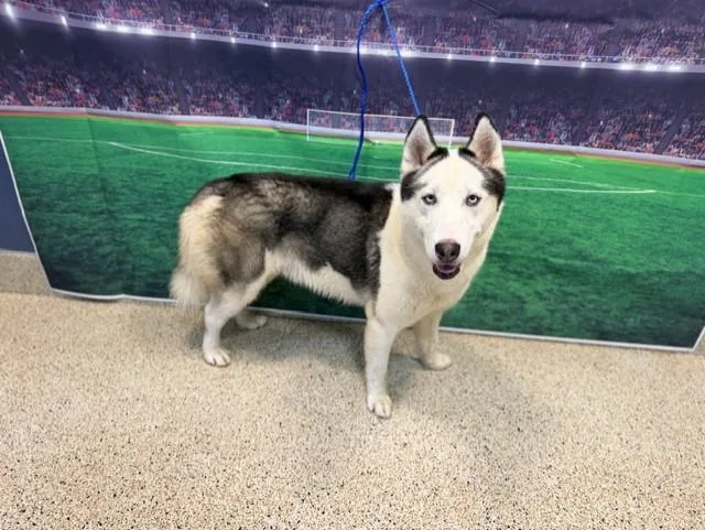 An adult large-sized male Siberian Husky dog named Benji for adoption in Miami, FL