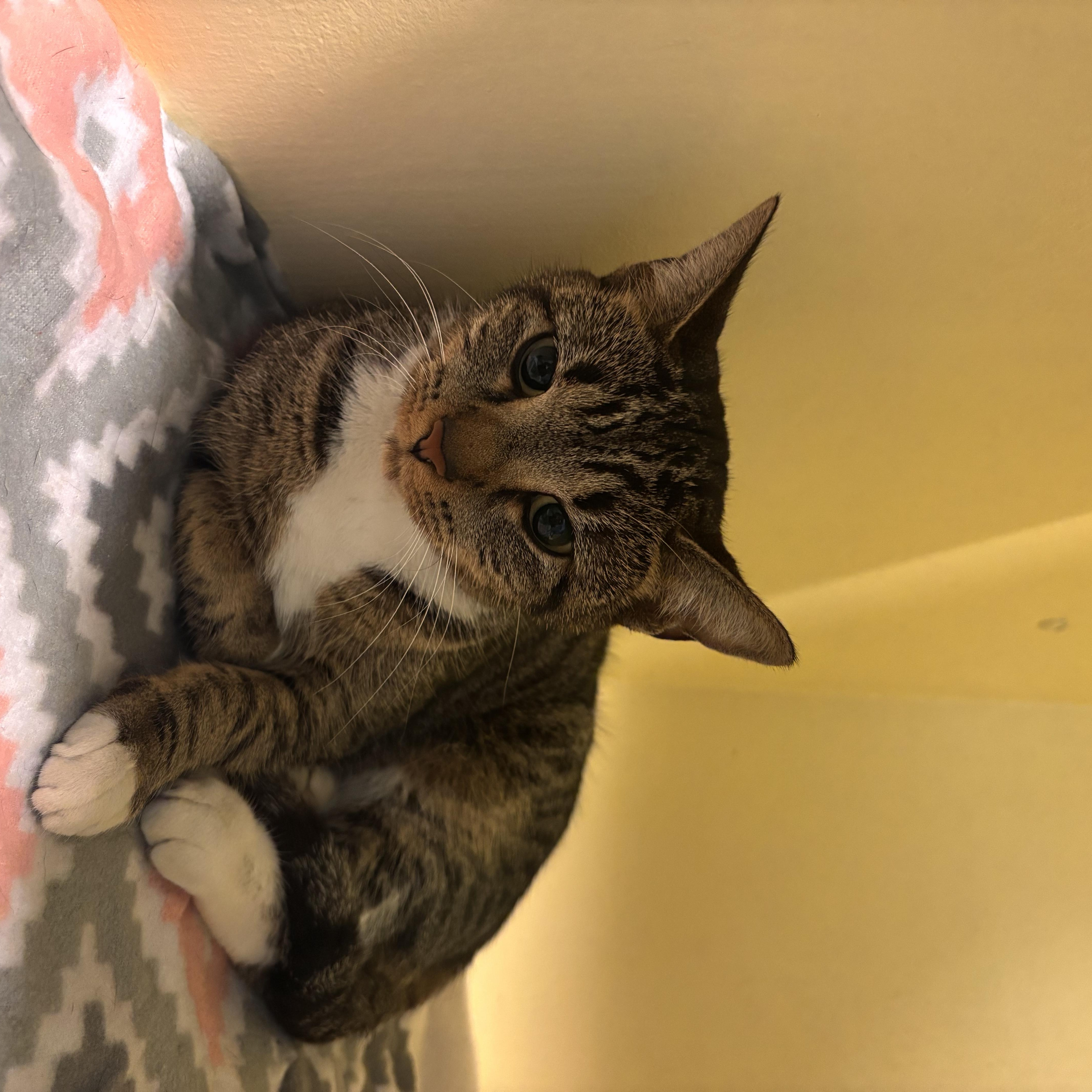 An adult medium-sized female Tabby (Gray / Blue / Silver) Domestic Short Hair cat named Cami for adoption in Charleston, SC