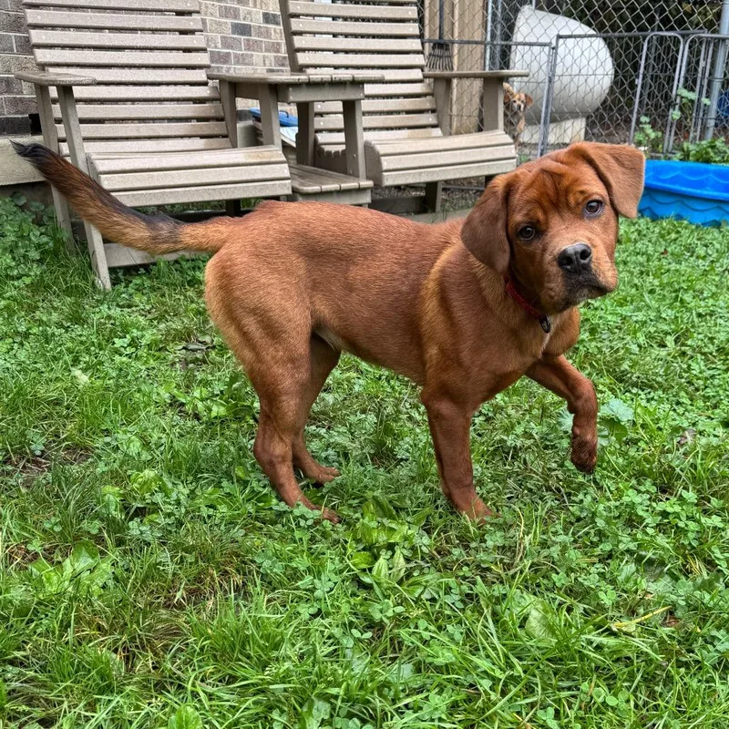 A young small-sized female Red / Chestnut / Orange Rottweiler dog named Maple for adoption in Kittanning, PA