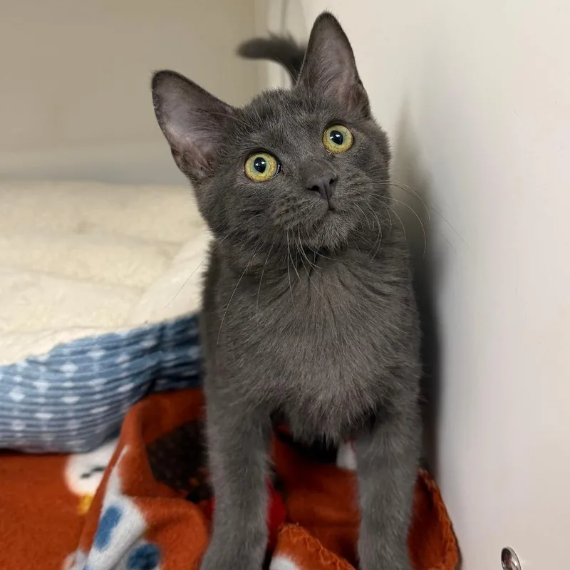 A baby small-sized male Domestic Short Hair cat named Dorian for adoption in Stillwater, OK
