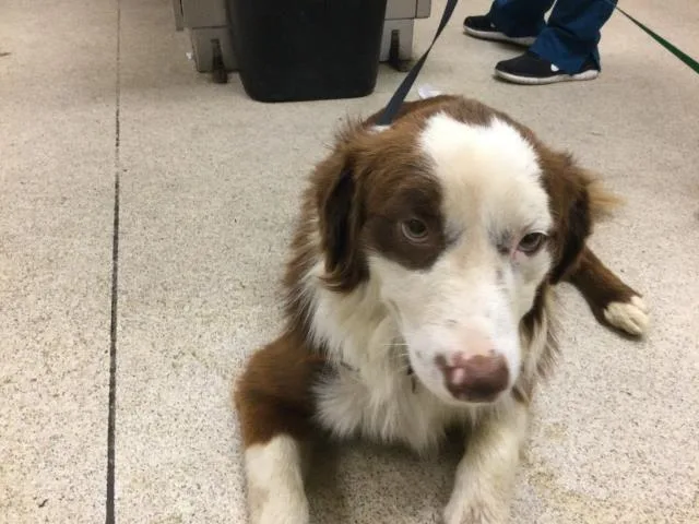 A young medium-sized male Border Collie dog named Dale for adoption in Riverside, CA