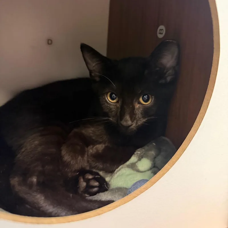 A baby small-sized male Black Domestic Short Hair cat named Kunigami for adoption in Fredericksburg, VA