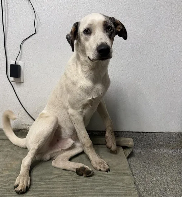 A young medium-sized male Labrador Retriever dog named Merle for adoption in Escondido, CA