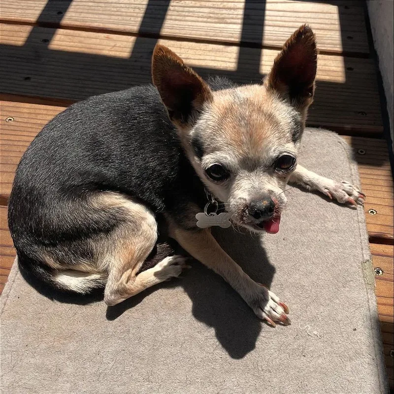 A senior small-sized female Black Chihuahua dog named Daisy Lou for adoption in San Francisco, CA