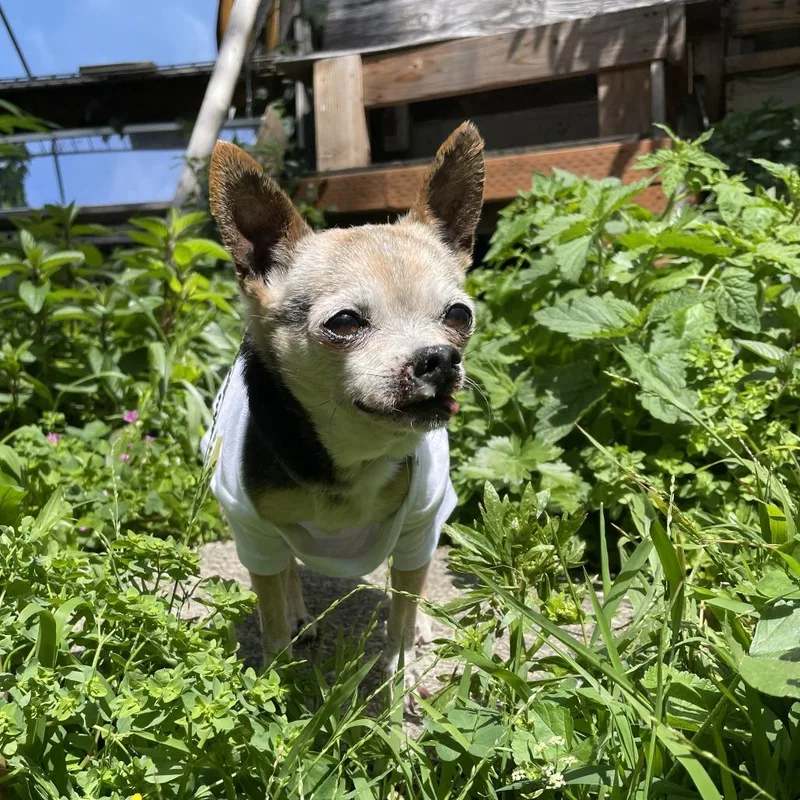 Daisy Lou thumbnail 2