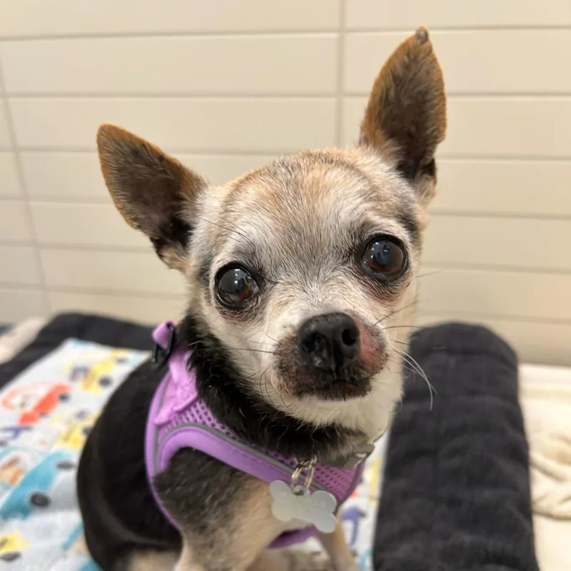 Daisy Lou thumbnail 4