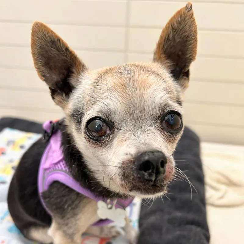 Daisy Lou thumbnail 5