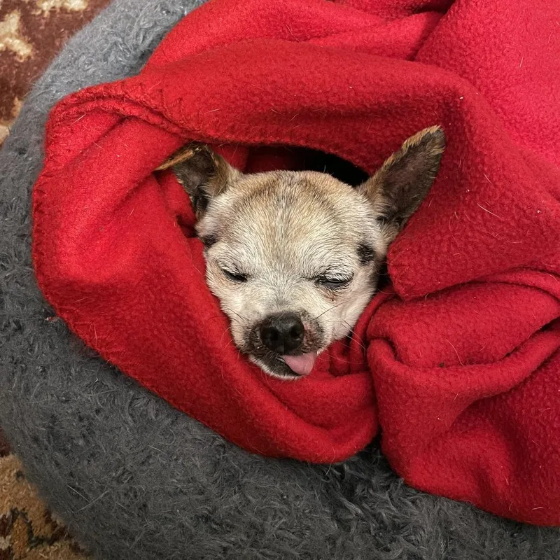 Daisy Lou thumbnail 6