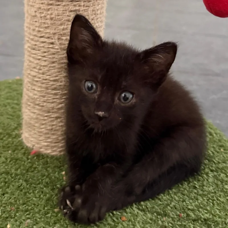 A baby small-sized male Black Domestic Short Hair cat named Melman for adoption in Jacksonville, FL