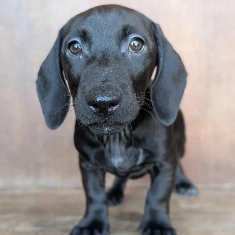 A baby small-sized female Black Dachshund dog named Reggie for adoption in Fredericksburg, TX