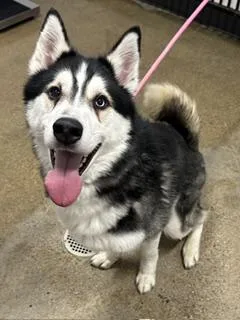 A young medium-sized male Black Siberian Husky dog named Livingston for adoption in Cleveland, OH
