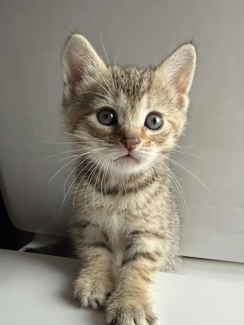 A baby medium-sized female Tabby (Tiger Striped) Domestic Short Hair cat named Cece for adoption in Montclair, NJ