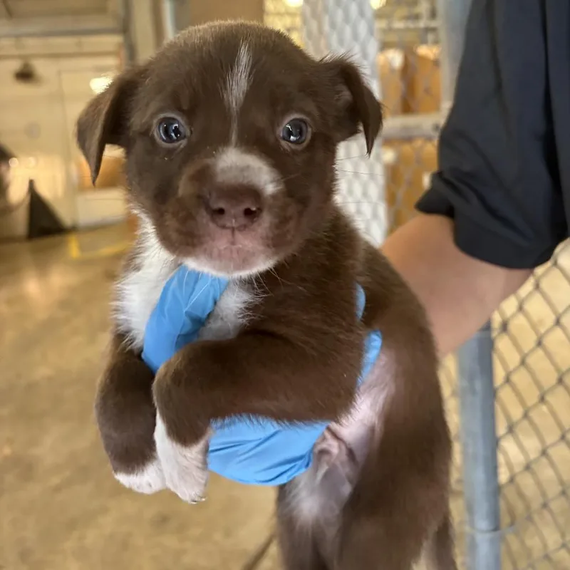 A baby small-sized male Brown / Chocolate Terrier dog named Dove for adoption in Jupiter, FL