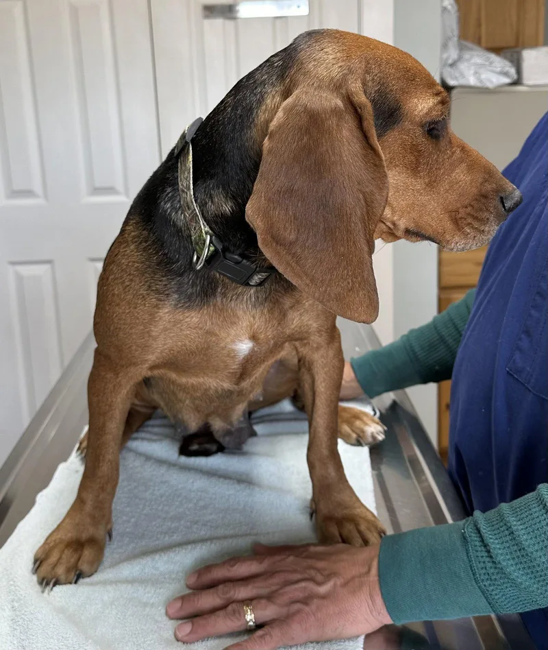 Marigold Cereal thumbnail 2