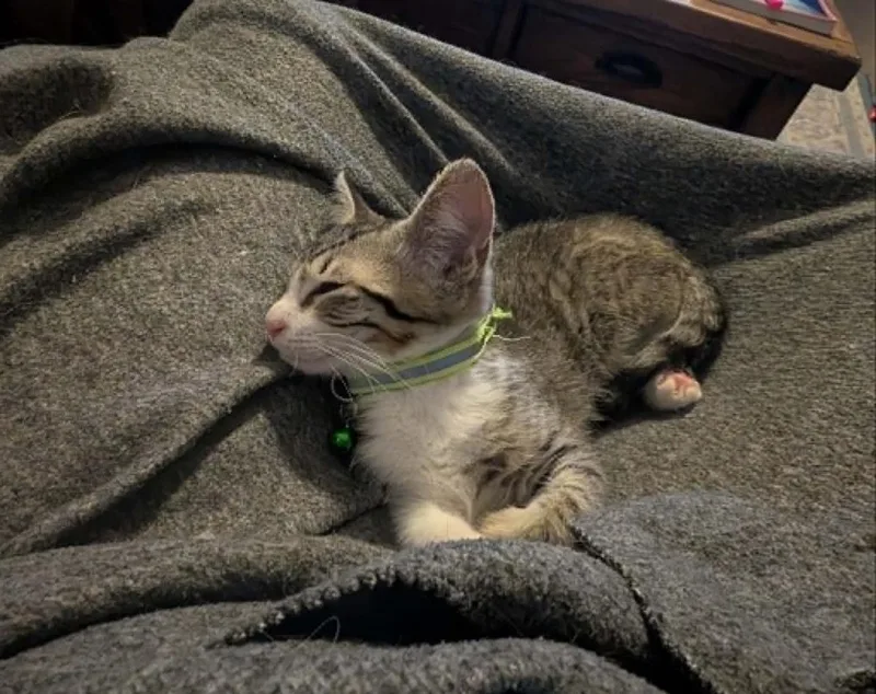 A baby medium-sized male Domestic Short Hair cat named Cassian for adoption in Hoover , AL