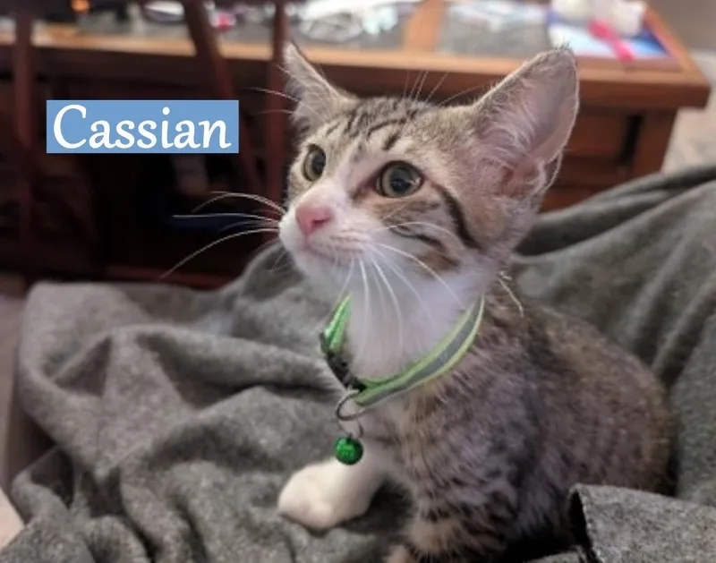 Cassian thumbnail 2