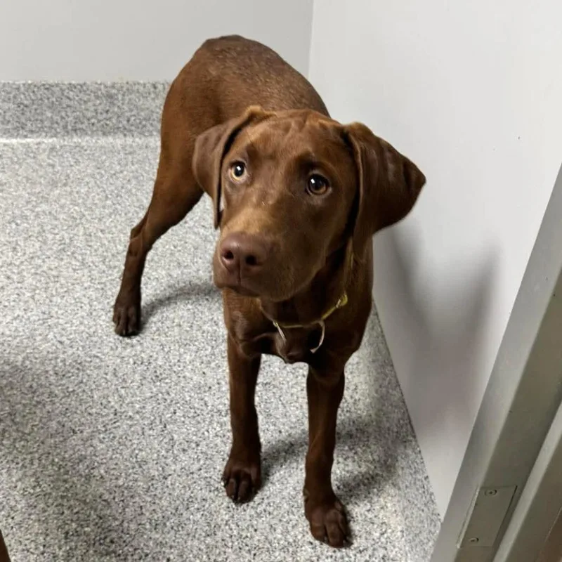 A young medium-sized female Red / Chestnut / Orange Rhodesian Ridgeback dog named Jinx for adoption in Wichita, KS