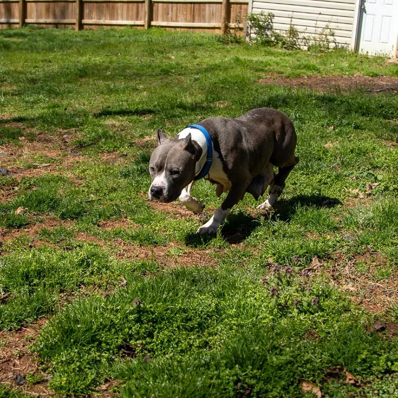 An adult large-sized female Gray / Blue / Silver Mixed Breed dog named Jelesa for adoption in Fredericksburg, VA