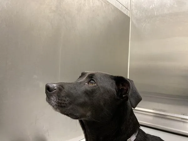 An adult small-sized male Labrador Retriever dog named Archie for adoption in Houston, TX