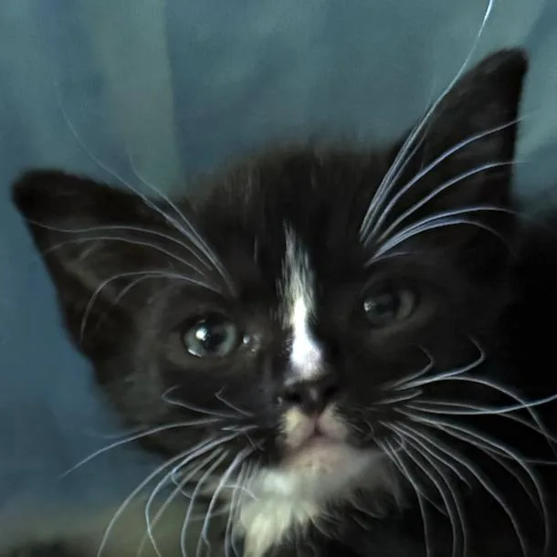 A baby small-sized female Black Domestic Short Hair cat named Purrl for adoption in North Branford, CT