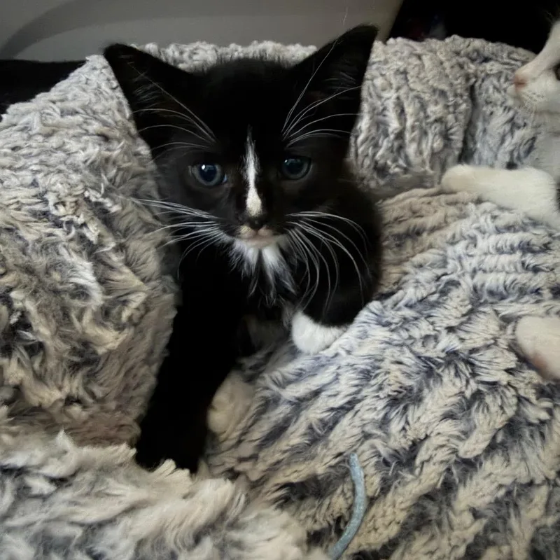 Purrl thumbnail 3