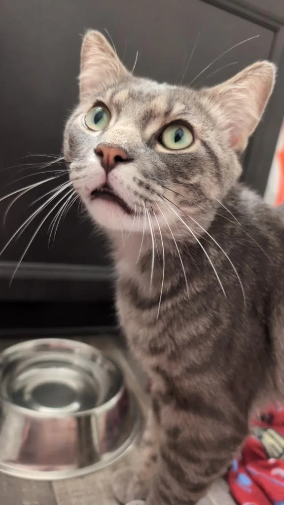 An adult medium-sized male Domestic Short Hair cat named Clyde No longer for adoption in Minneapolis, MN