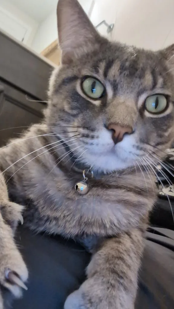 Clyde  No longer thumbnail 4